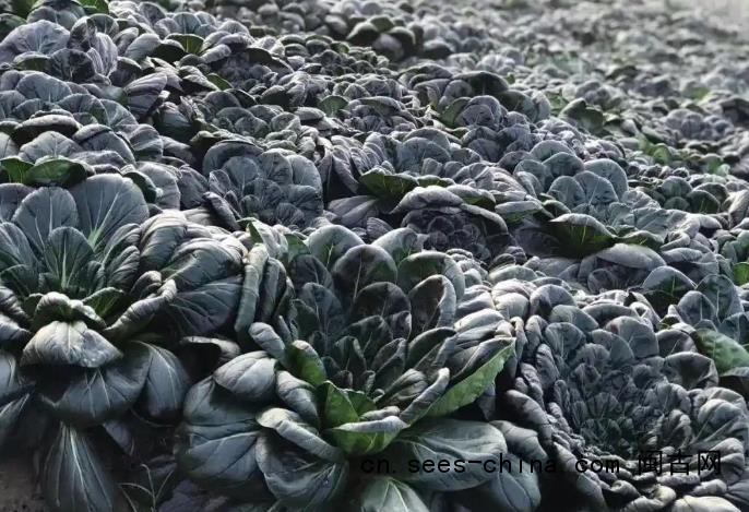 小时候不爱吃的丑菜又在江浙沪火了