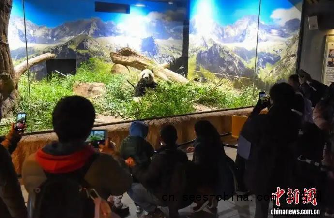 54年来首次 日本国内没有大熊猫了