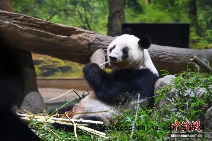 54年来首次 日本国内没有大熊猫了