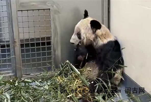 丫丫回国两年多已判若两熊