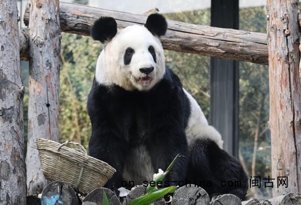 丫丫回国两年多已判若两熊