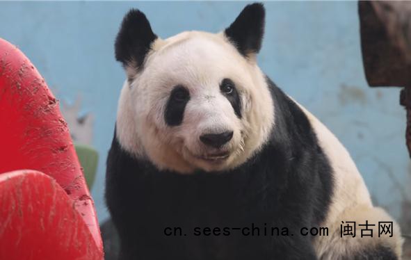 熊猫丫丫回国两年妥妥幸福胖