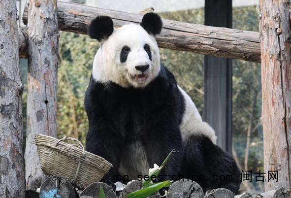 熊猫丫丫回国两年妥妥幸福胖