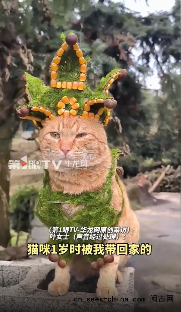 猫咪配合主人打扮 乖得像假猫