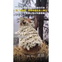 猫咪配合主人打扮 乖得像假猫 网友：它乖得让我以为是假猫。