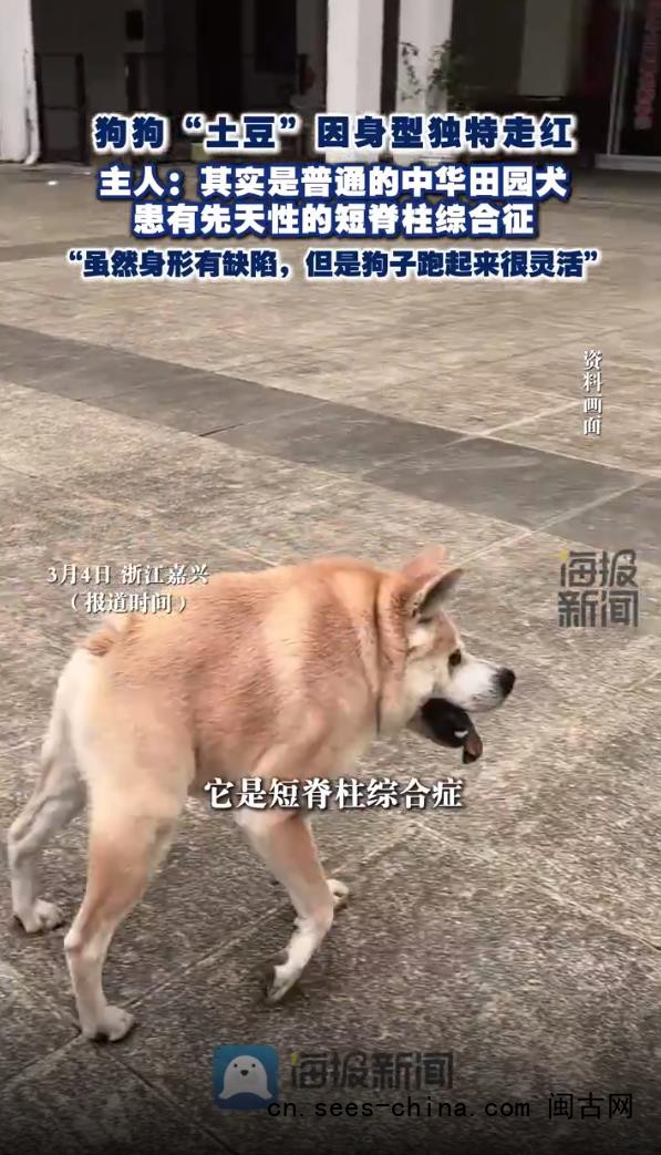 狗子因天生短一截身型独特走红