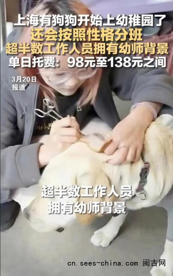 95后女生每月花1.2万送狗上学