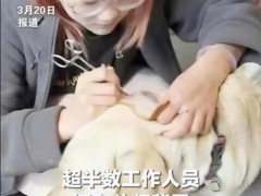 95后女生每月花1.2万送狗上学 竟比不少白领一个月工资还高