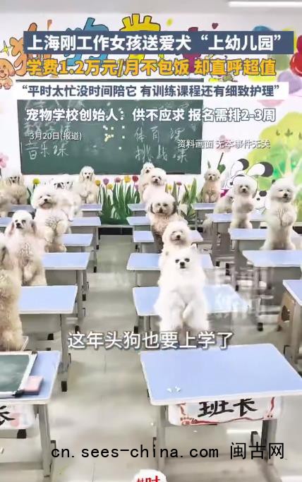 95后女生每月花1.2万送狗上学