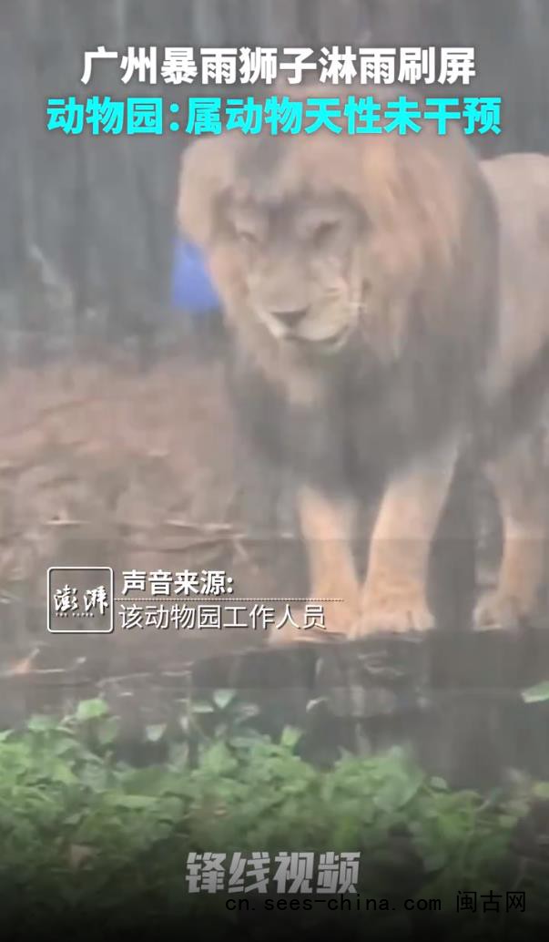 广州下暴雨 动物园&ldquo;落汤狮&rdquo;走红 