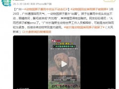 广州下暴雨 动物园“落汤狮”走红，暴雨中的长隆惊现“emo狮”