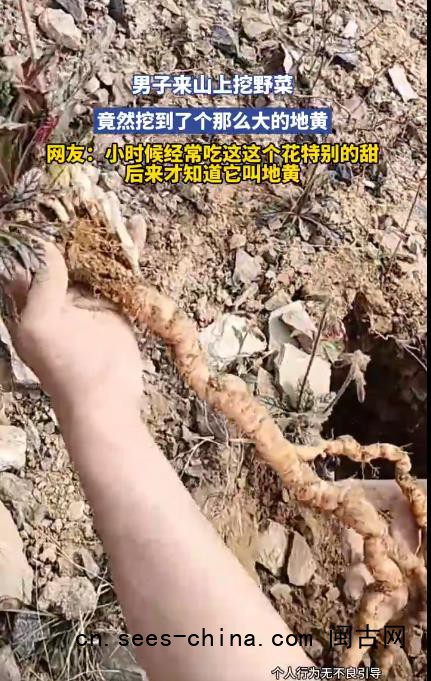 男子山上挖野菜挖到超大地黄