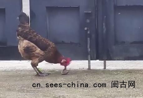 公鸡遇上小蛇顷刻间胜负已分