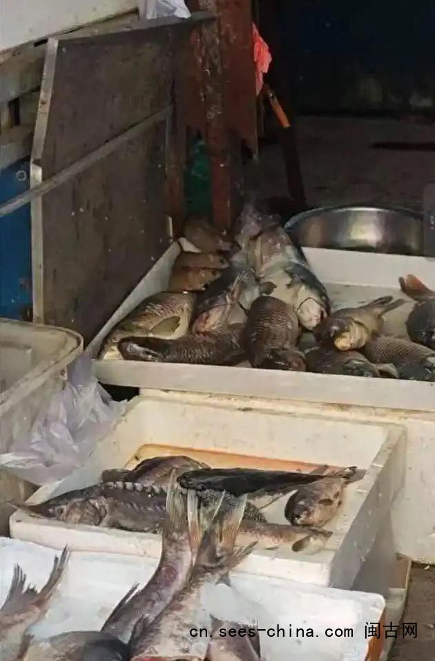 三只老鼠在鱼档吃&ldquo;自助餐&rdquo;