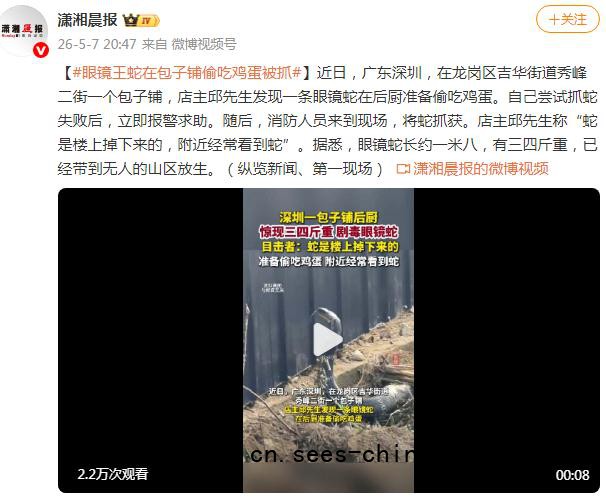 眼镜王蛇在包子铺偷吃鸡蛋被抓