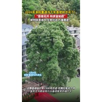 洛阳千年菩提树开花了，一幅天然绝美的浪漫初夏画卷