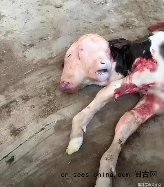 牛妈妈产下畸形双头小牛