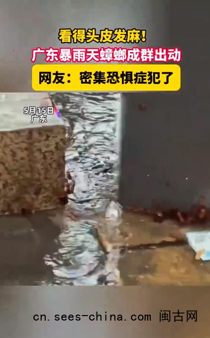 广东暴雨天蟑螂成群出动