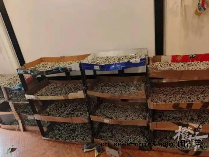 儿子想做蚕丝被 家人网购1万粒蚕卵