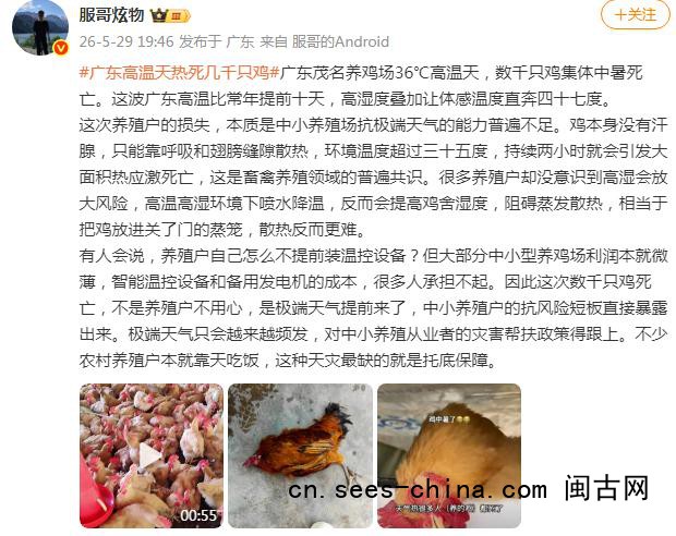 广东一养鸡场几千只鸡被热死