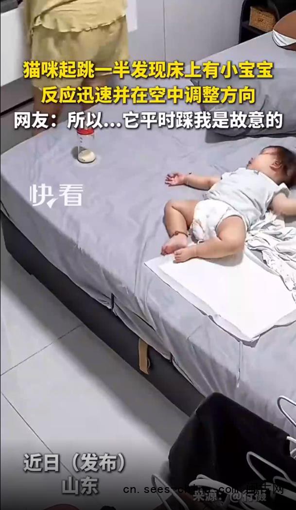 猫咪起跳发现床上有宝宝迅速转向