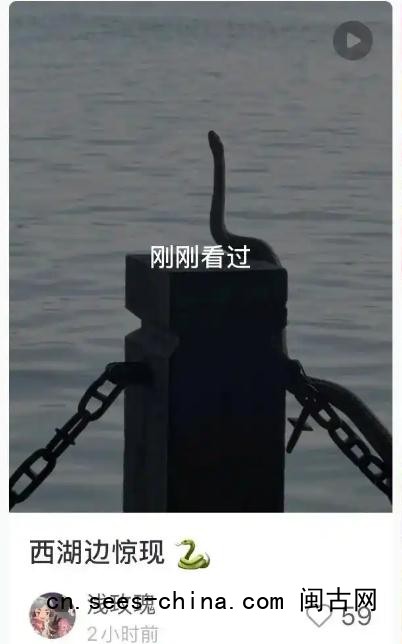 西湖边一条&ldquo;青蛇&rdquo;被围观
