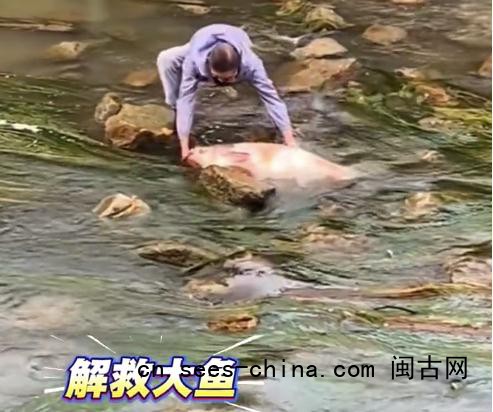 大爷下河解救搁浅大鱼