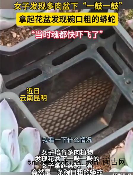 女子多肉盆下发现碗口粗蟒蛇