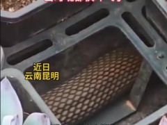 女子多肉盆下发现碗口粗蟒蛇,女子说了什么内容？