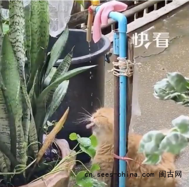 小猫喝水陶醉得像在喝玉液琼浆 J