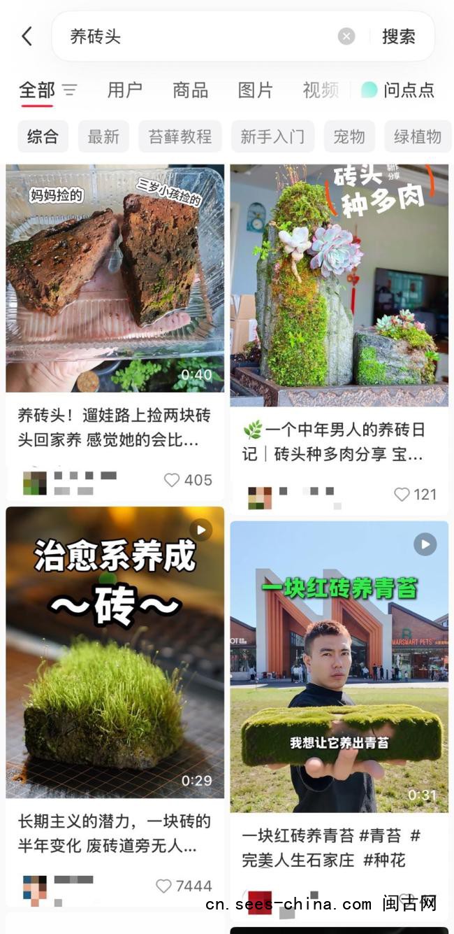 &ldquo;养砖头&rdquo;为什么戳中年轻人