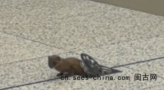 南京地铁 黄鼠狼